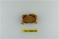 藏品(肉球皺蟹 )的圖片